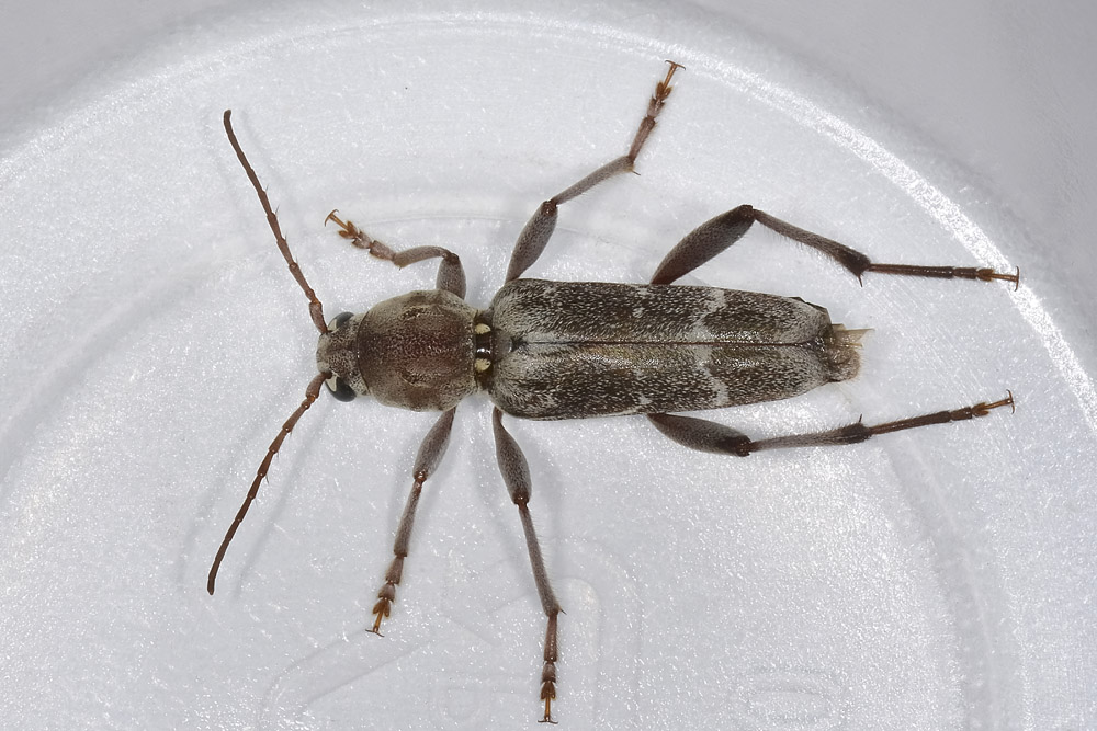 Xylotrechus stebbingi